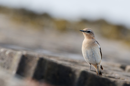 Thumbnail of Wheatear